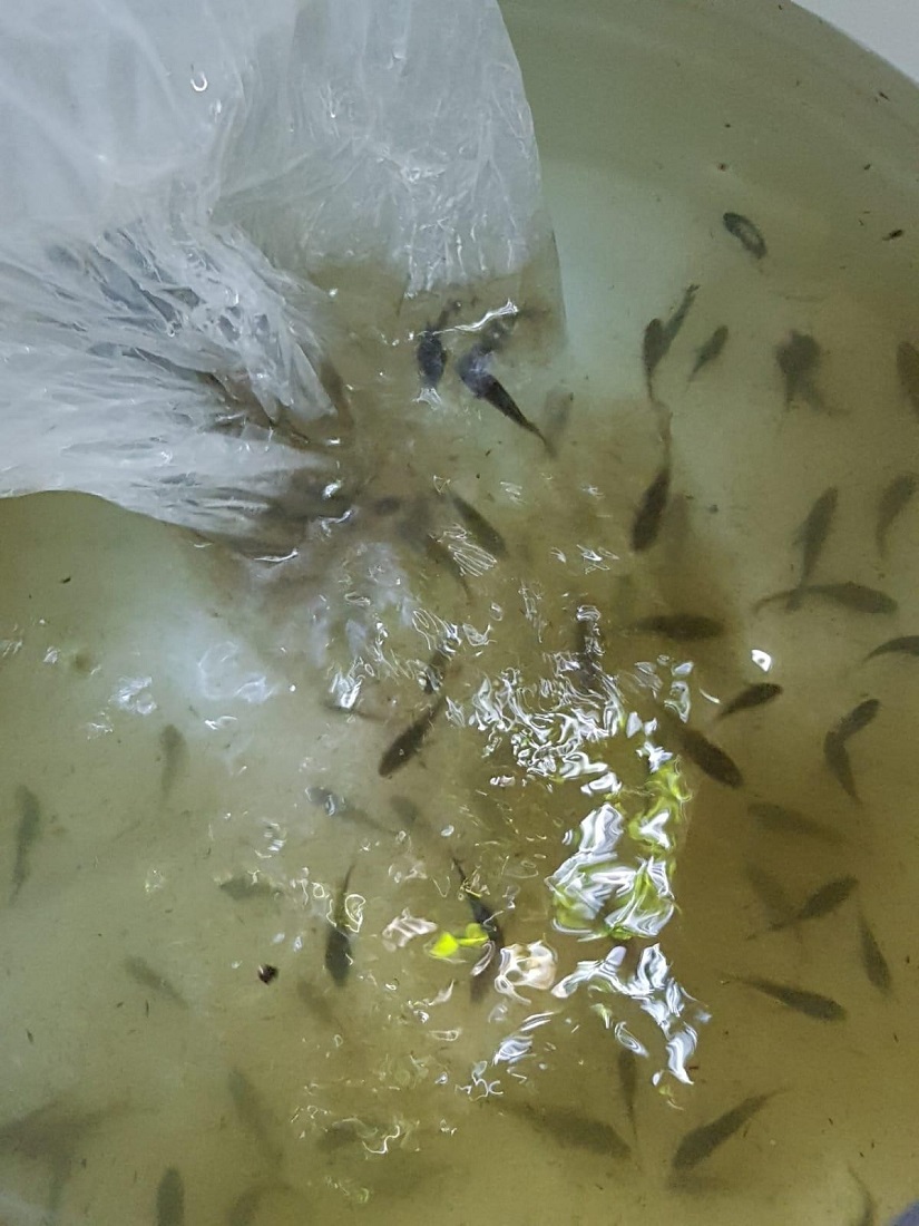 INPESCA